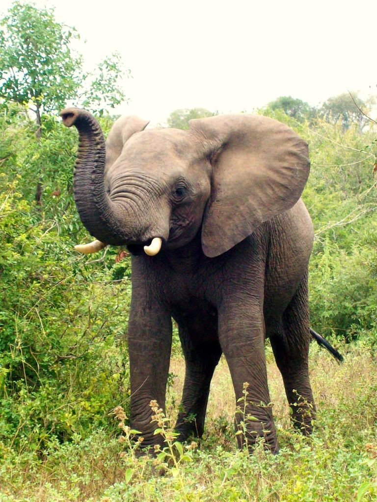 africa, south africa, elephant-209309.jpg