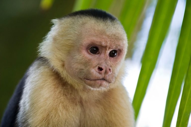 ape, primates, capuchin monkey-2139295.jpg