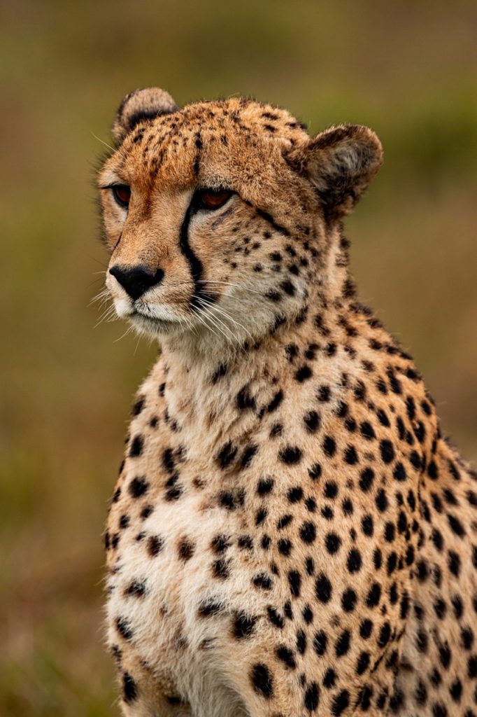 cheetah, animal, safari-5689878.jpg