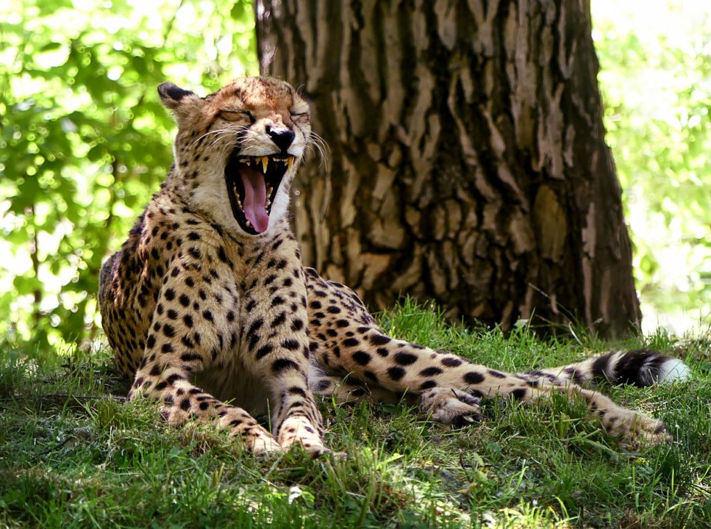 cheetah, big cat, yawning-2412554.jpg