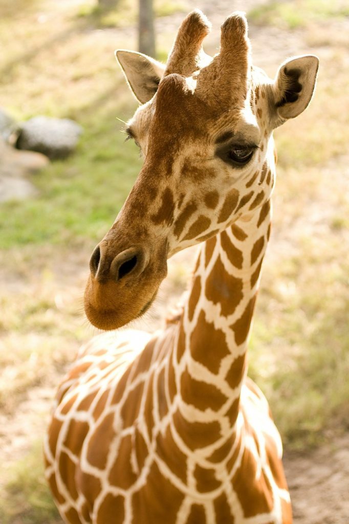 giraffe, animal, africa-316775.jpg