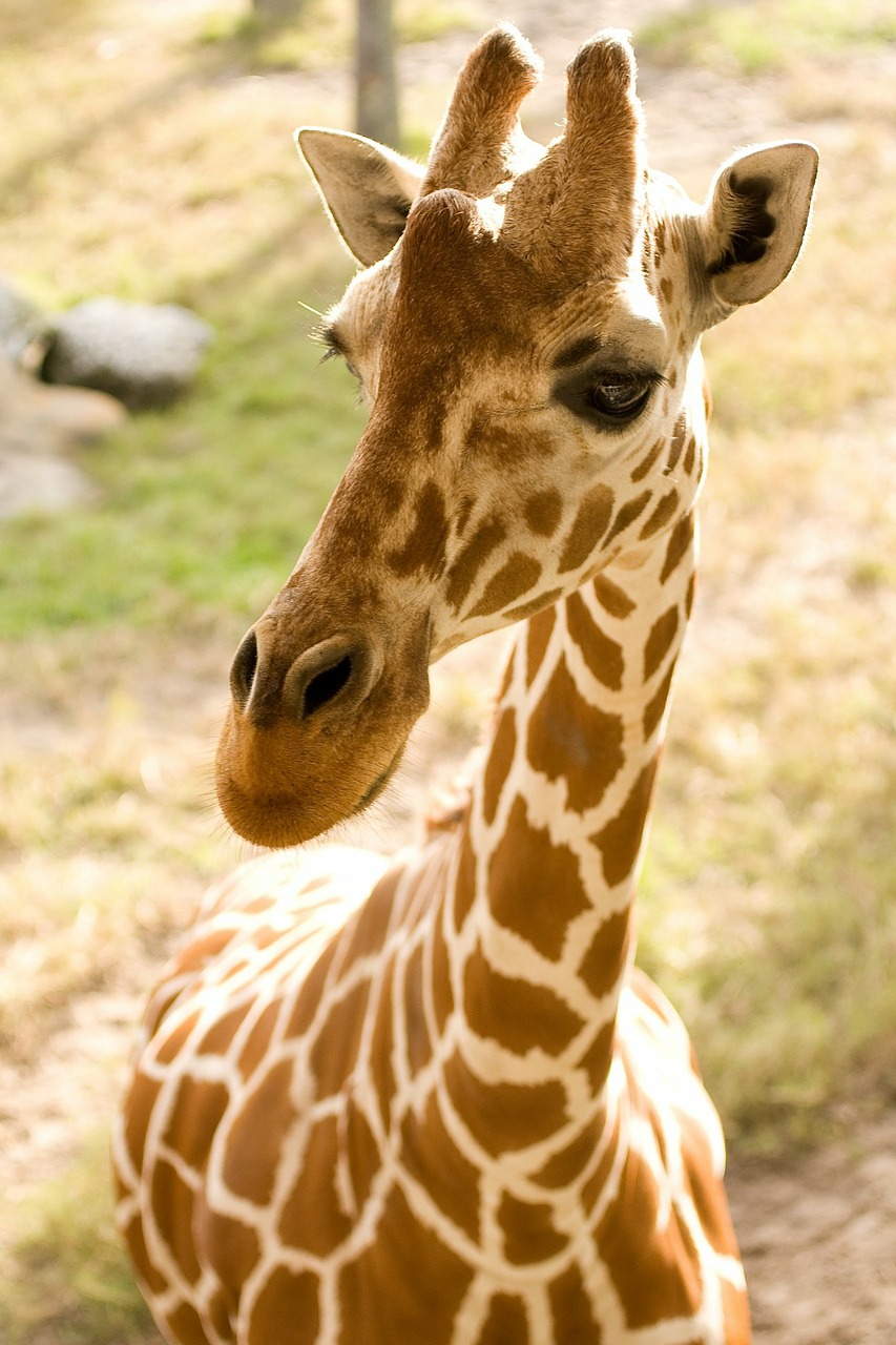 giraffe, animal, africa-316775.jpg