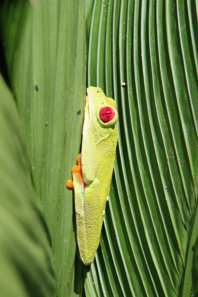 red-eyed tree frog, frog, costa rica-1183049.jpg