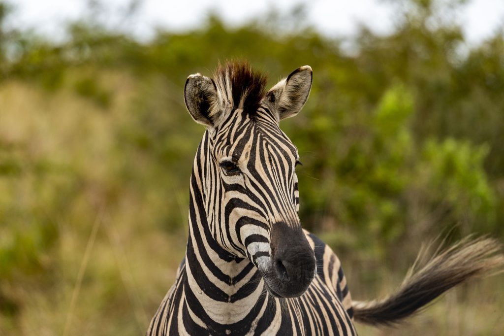 safari, africa, zebra-4283002.jpg