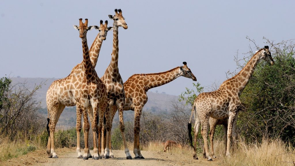 south africa, hluhluwe, giraffes-927280.jpg