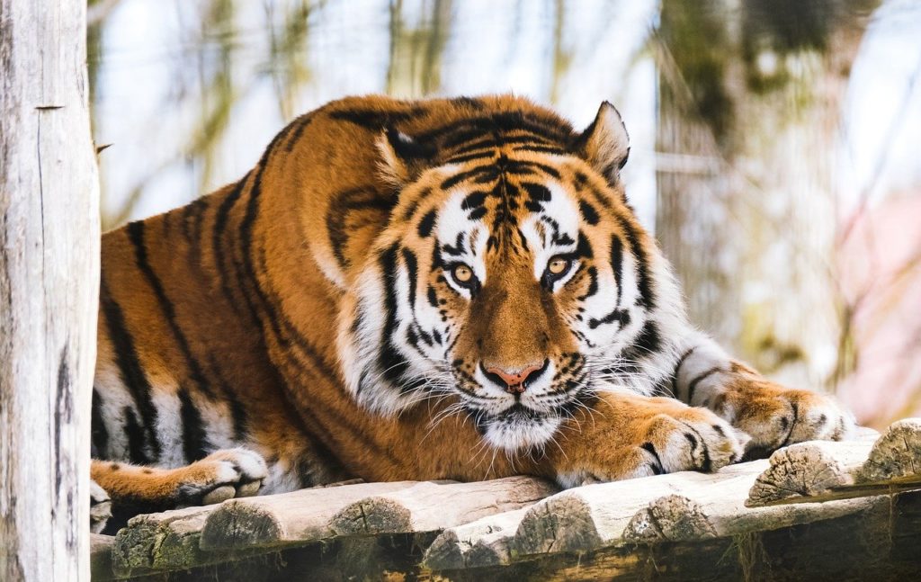 tiger, animal, zoo-6971142.jpg